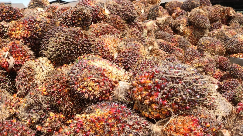 ADVANCING THE CAPACITY OF PALM OIL SMALLHOLDERS THROUGH CROSS VISIT