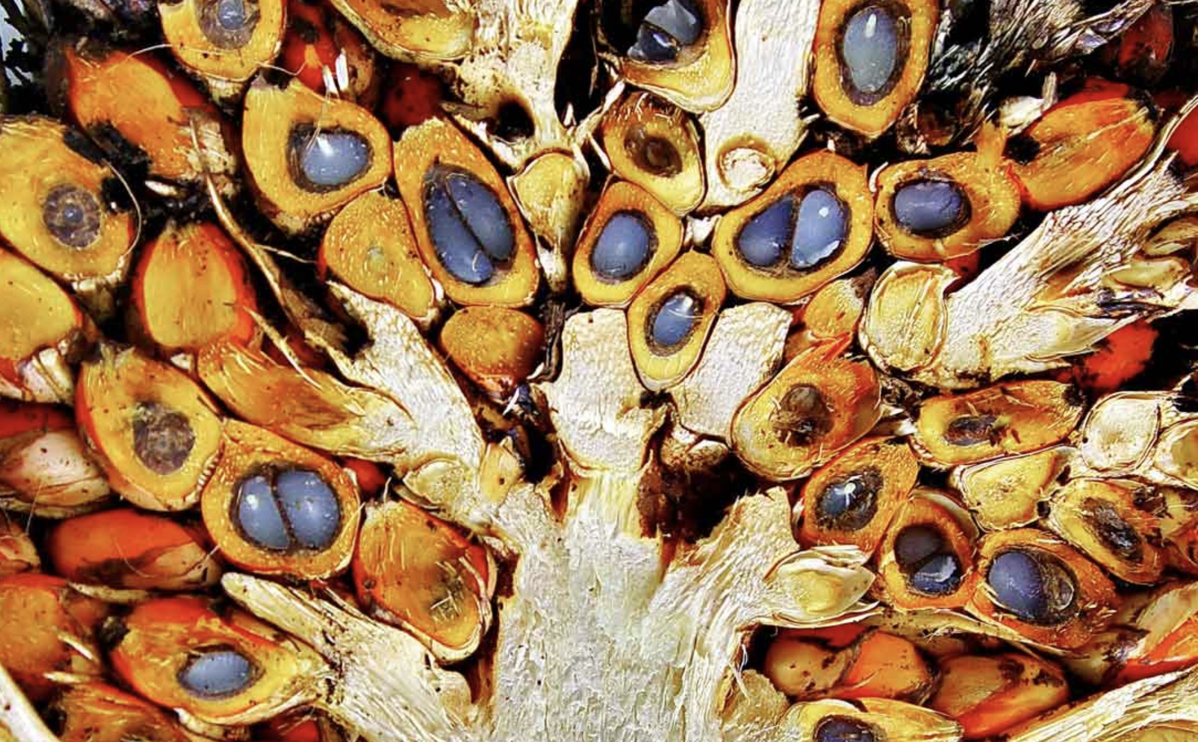 The Environmental Footprint Of Palm Oil