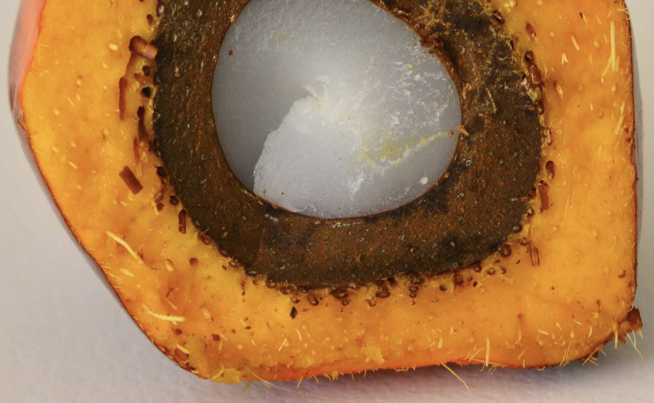 Co Chairs� Statement the 2nd Ministerial Meeting of Palm Oil Producing Countries