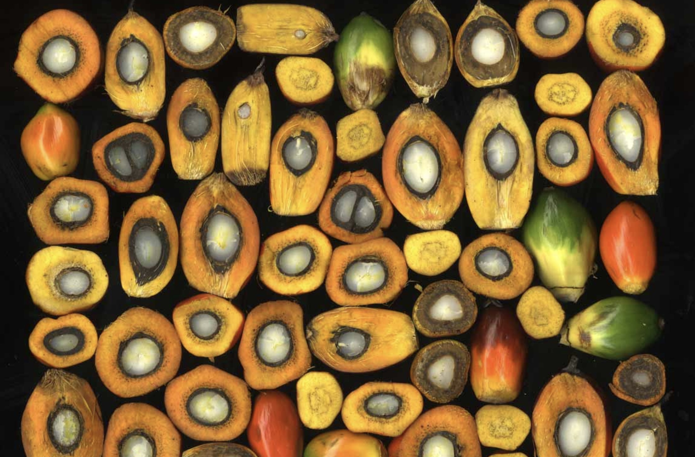 PRESS RELEASE SMALLHOLDER OUTREACH PROGRAM