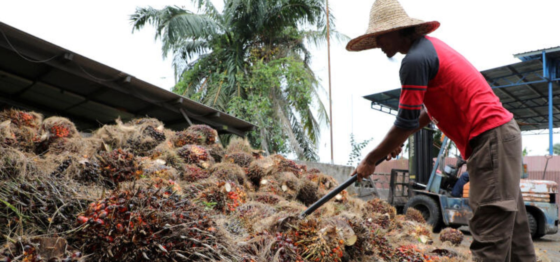 Indonesia, Malaysia eye joint campaign in Europe to counter palm oil critics