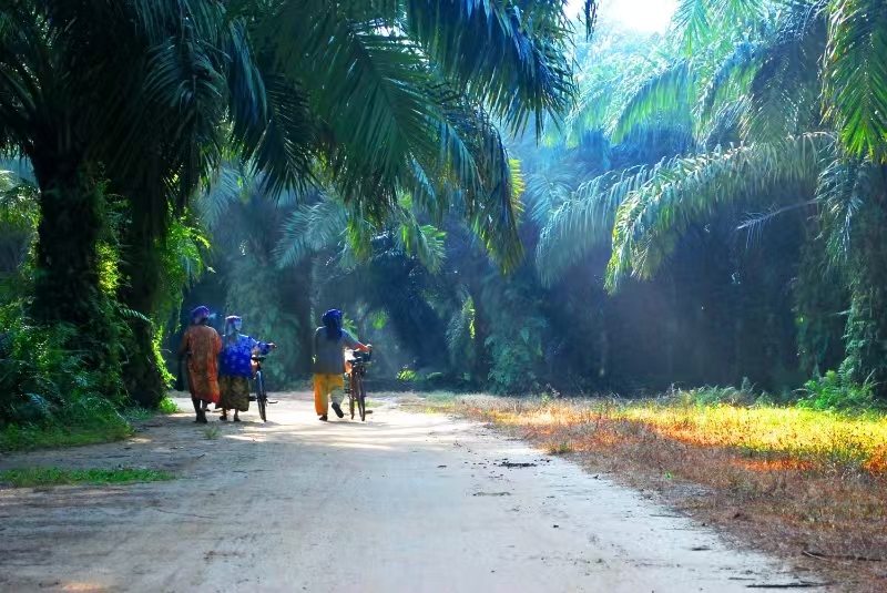 The sustainable path of palm oil: traceable from the source to the carbon footprint certification of the industrial chain