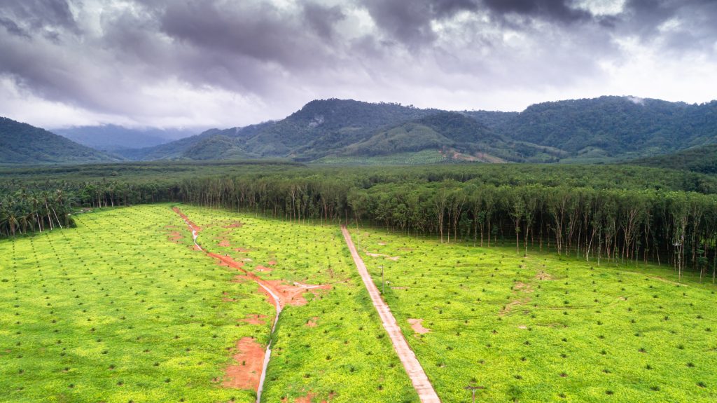 Indonesia pushes for South-South cooperation on palm oil sustainability standards