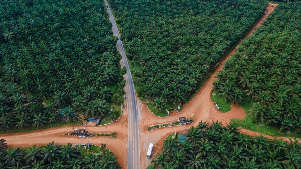 Can palm oil go net zero? Inside the push to cut climate impact