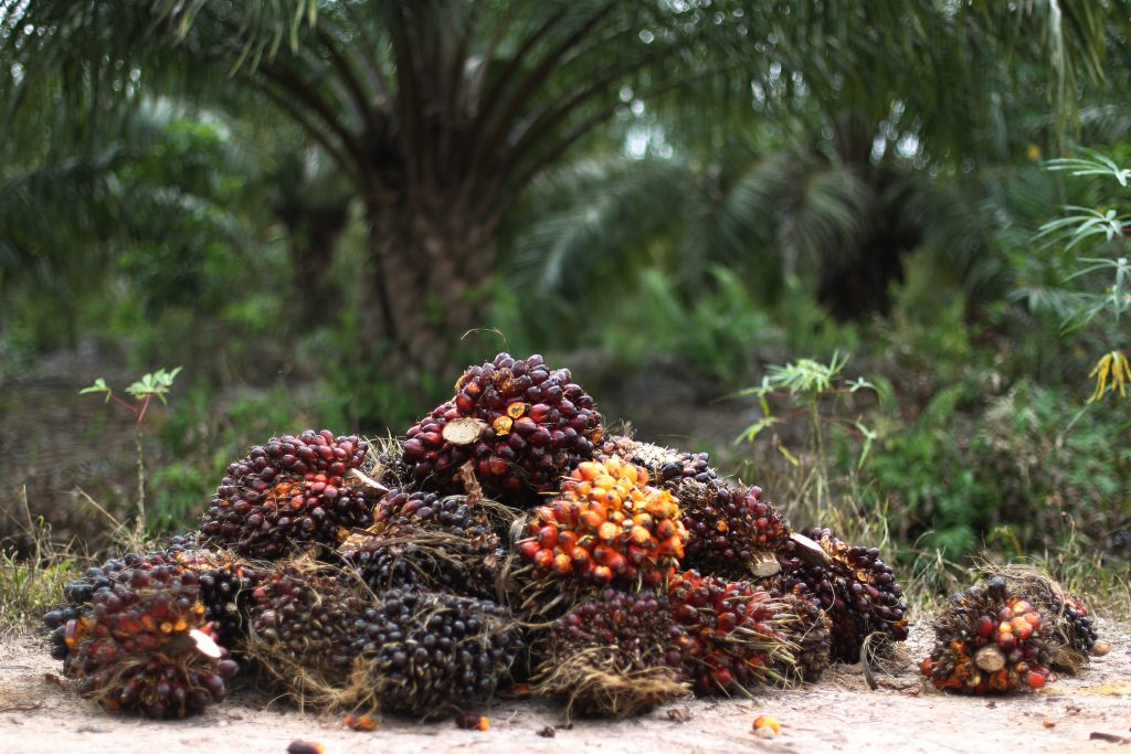 Palm oil nations are struggling to balance environmental concerns with economic risks