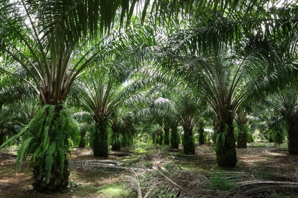 NO PALM OIL: The deception behind the misleading labels CPOPC.net